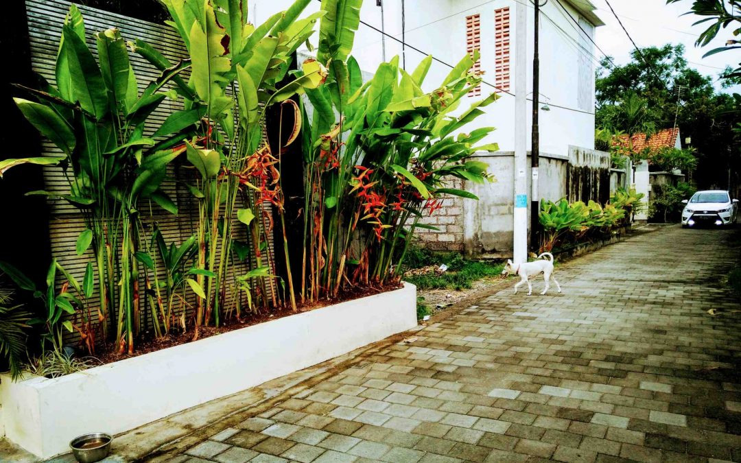 Mình Đã Hết Sợ Chó Như Thế Nào?