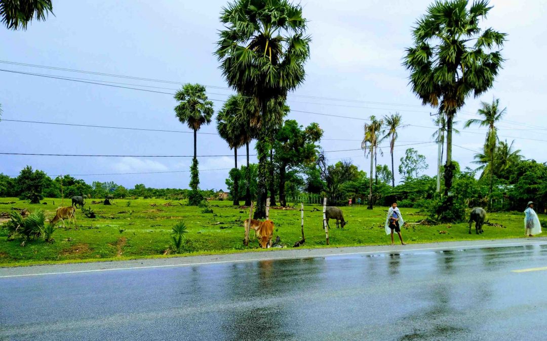 In The Shadow of the Banyan – Vaddey Ratner