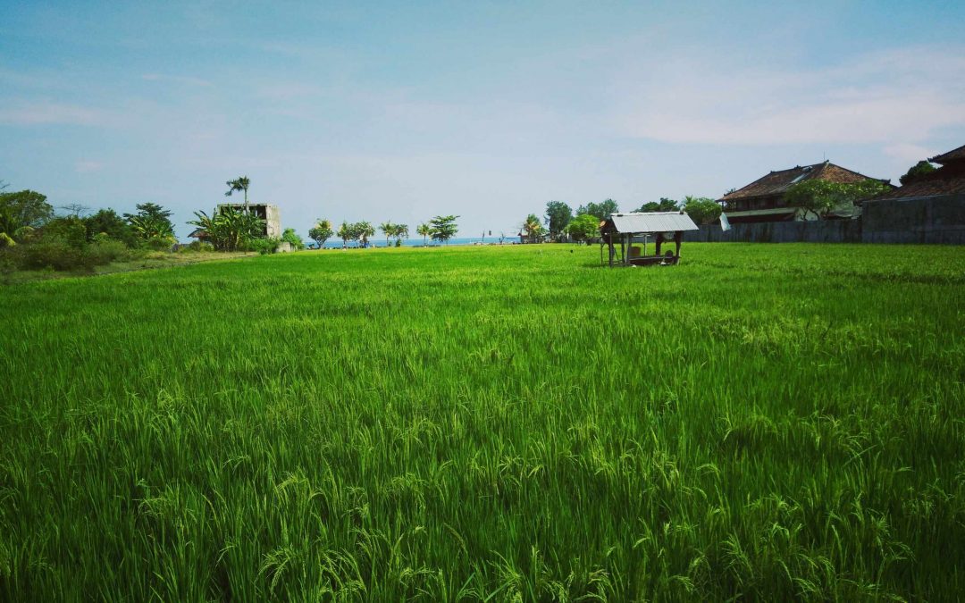 Cánh Đồng Bất Tận & Truyện Ngắn của Nguyễn Ngọc Tư